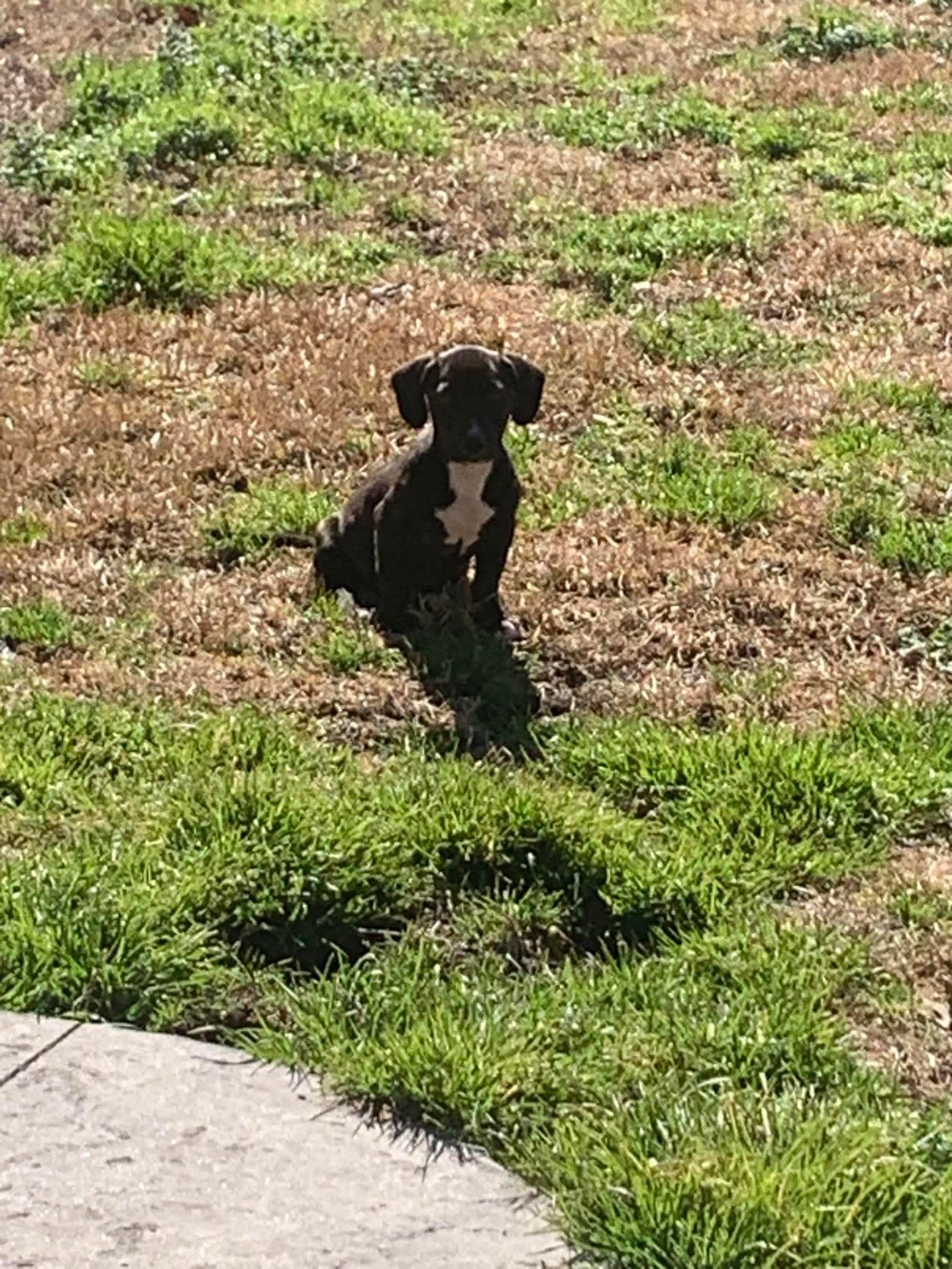 Storm, a Adoptable Mixed Breed in Mount Pleasant, SC image 3/3