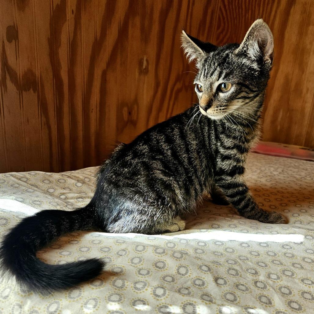 Pete, Adoptable, Young Male Domestic Short Hair.