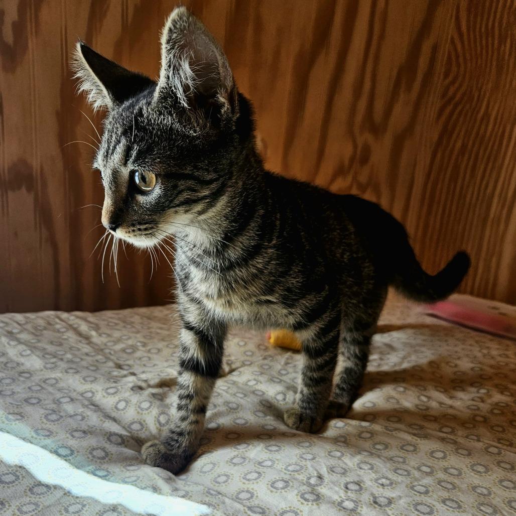 Enlarge Pete, a Adoptable Domestic Short Hair in Delta, AL image 2/3