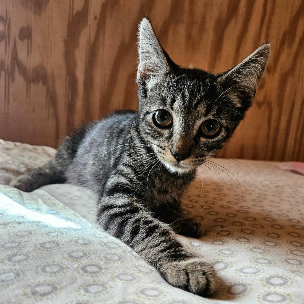 Enlarge Pete, a Adoptable Domestic Short Hair in Delta, AL image 3/3