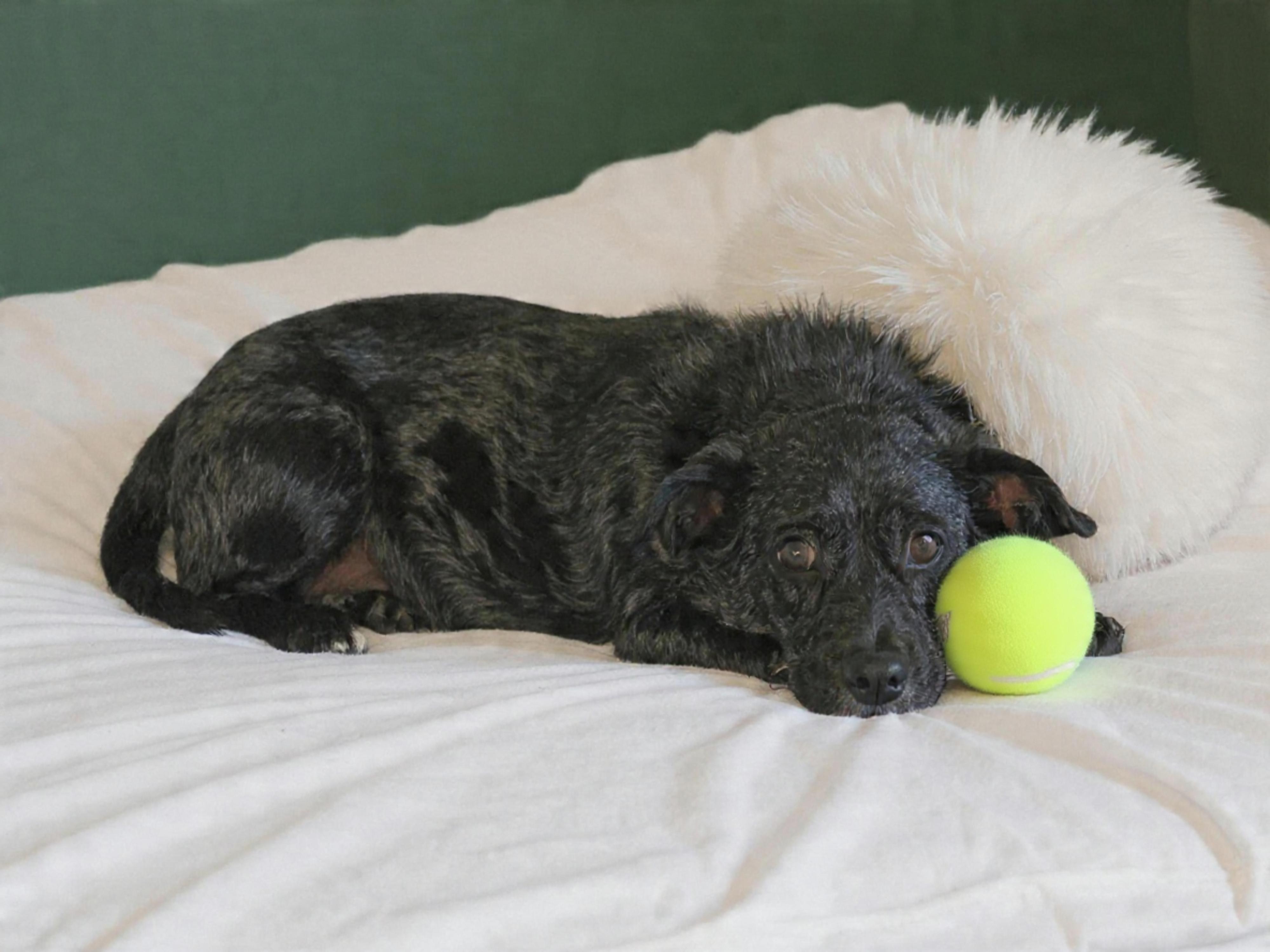 Dexter, a Adoptable Chiweenie in Eustis, FL image 3/3