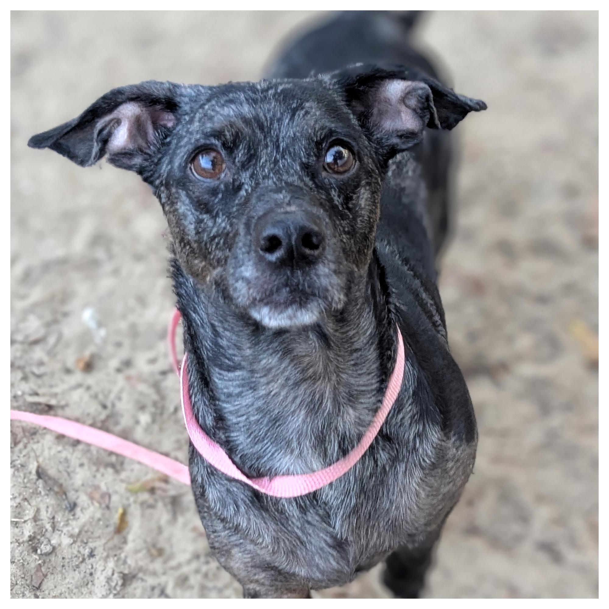 Dexter, a Adoptable Chiweenie in Eustis, FL image 1/5