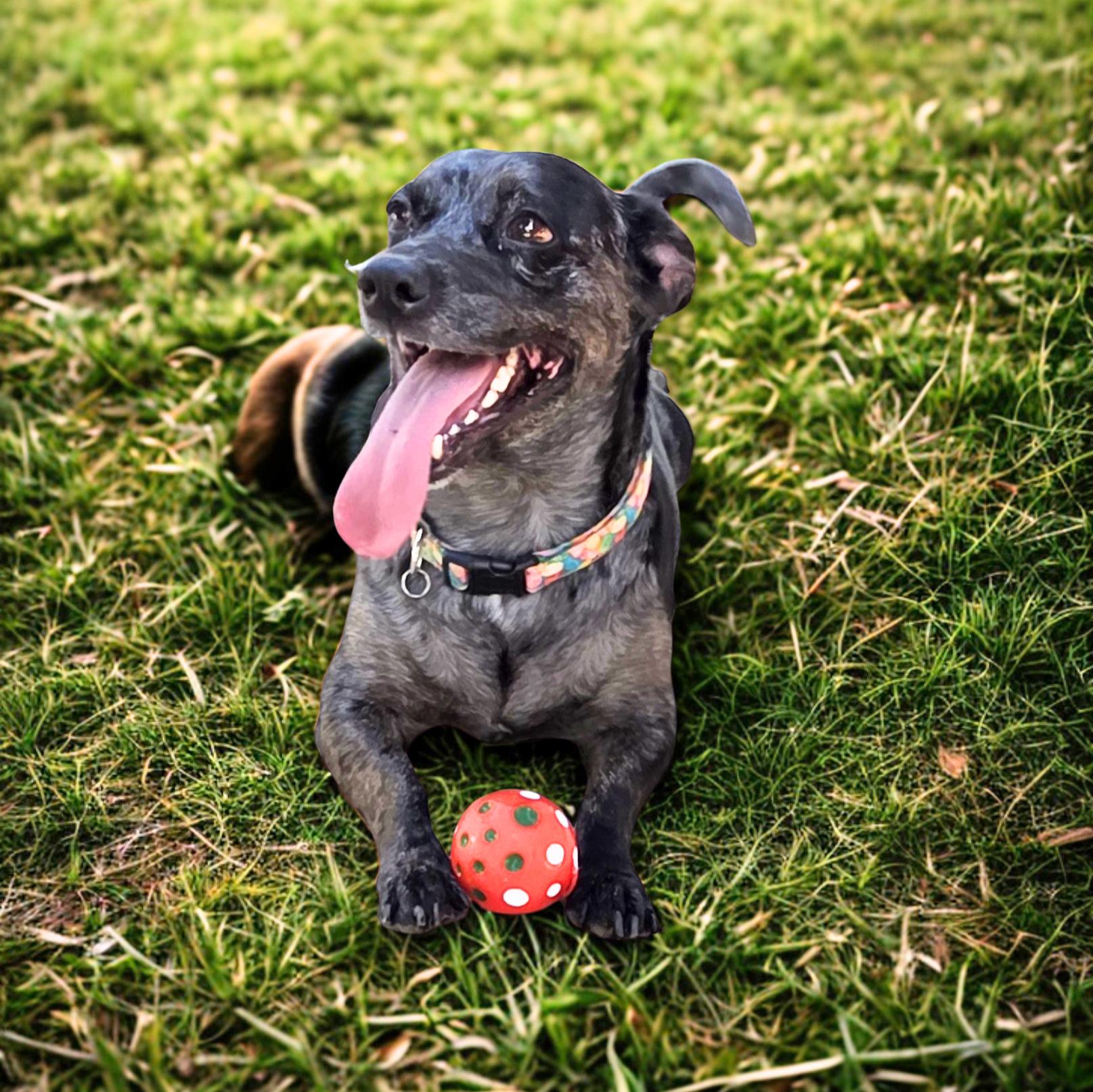 Enlarge Dexter, a Adoptable Chiweenie in Eustis, FL image 1/2