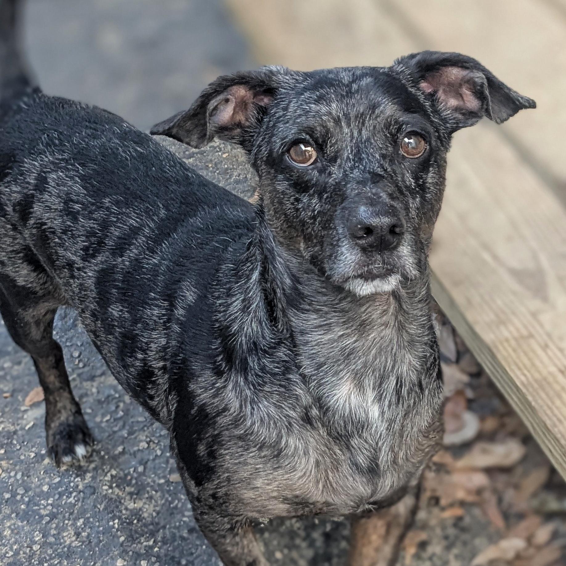 Dexter, a Adoptable Chiweenie in Eustis, FL image 3/5