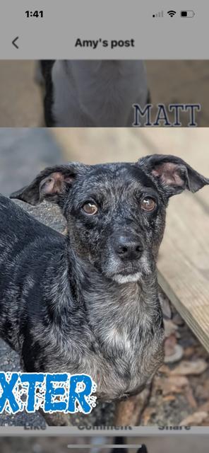Dexter, a Adoptable Chiweenie in Eustis, FL image 4/5