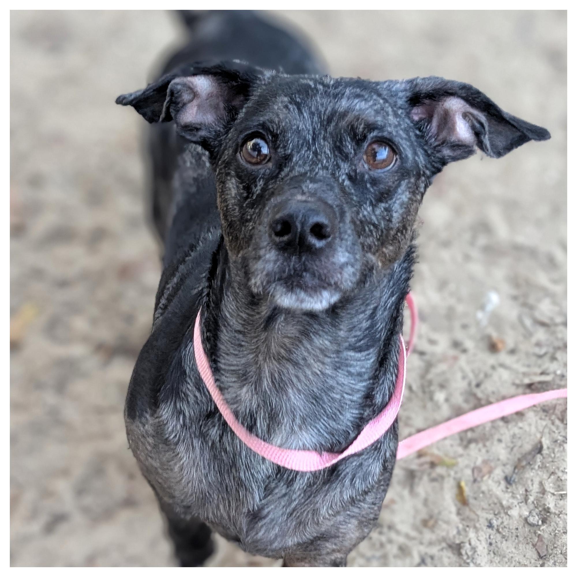 Dexter, a Adoptable Chiweenie in Eustis, FL image 5/5