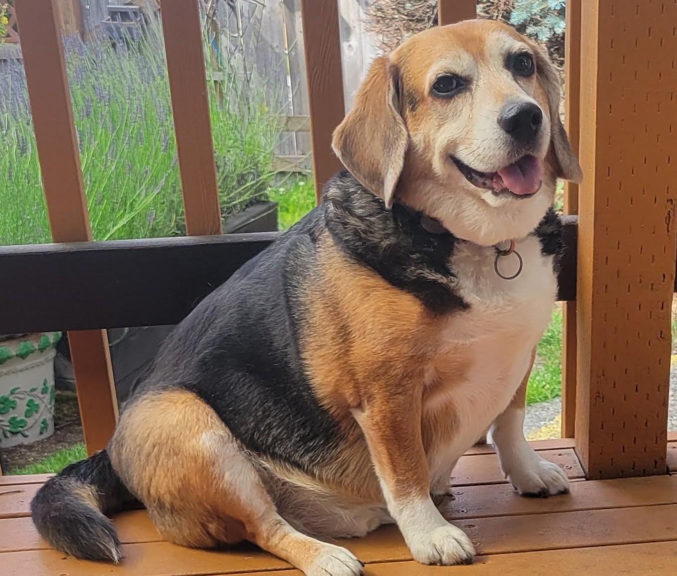 Moses, Adoptable, Senior Male Beagle.