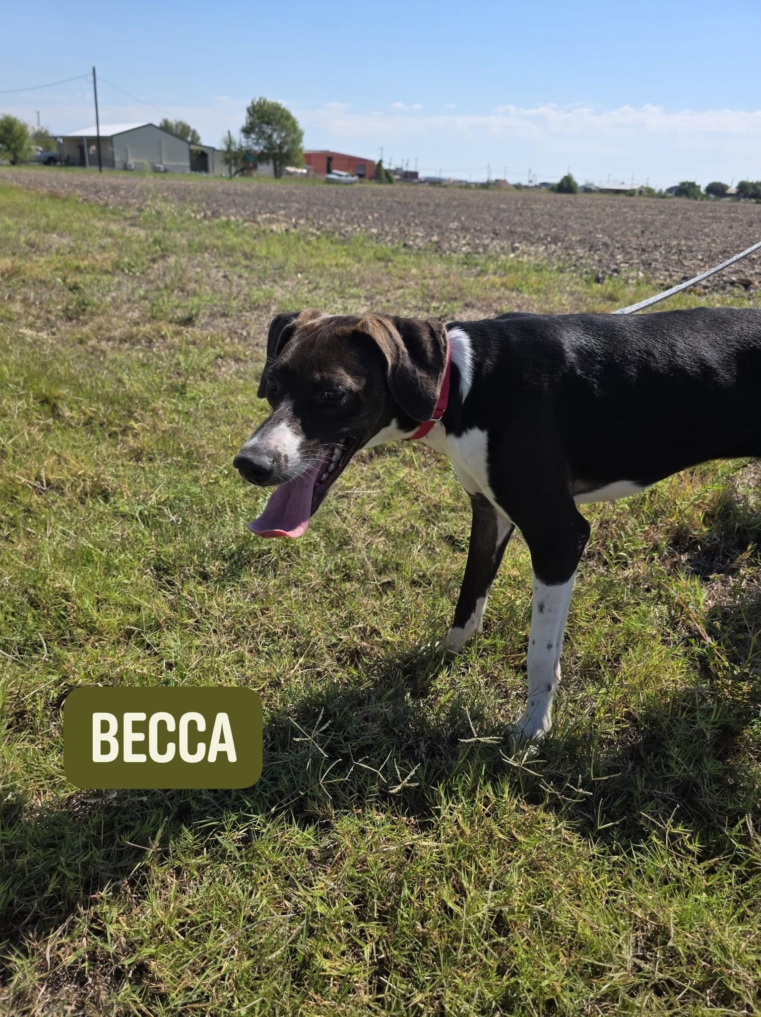 Becca, a Adoptable mixed breed in Port Lavaca, TX image 1/5