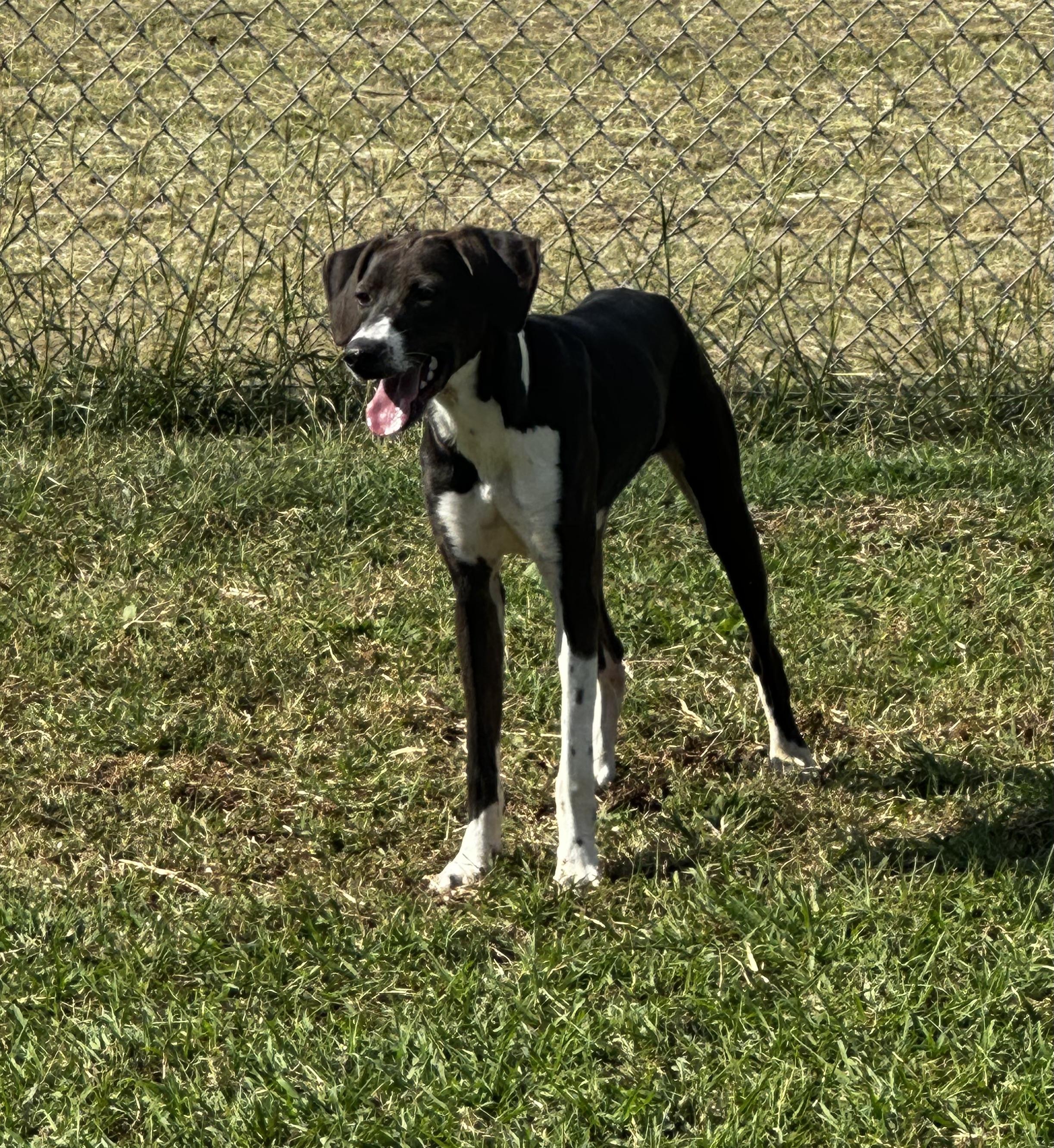 Becca, a Adoptable mixed breed in Port Lavaca, TX image 2/5
