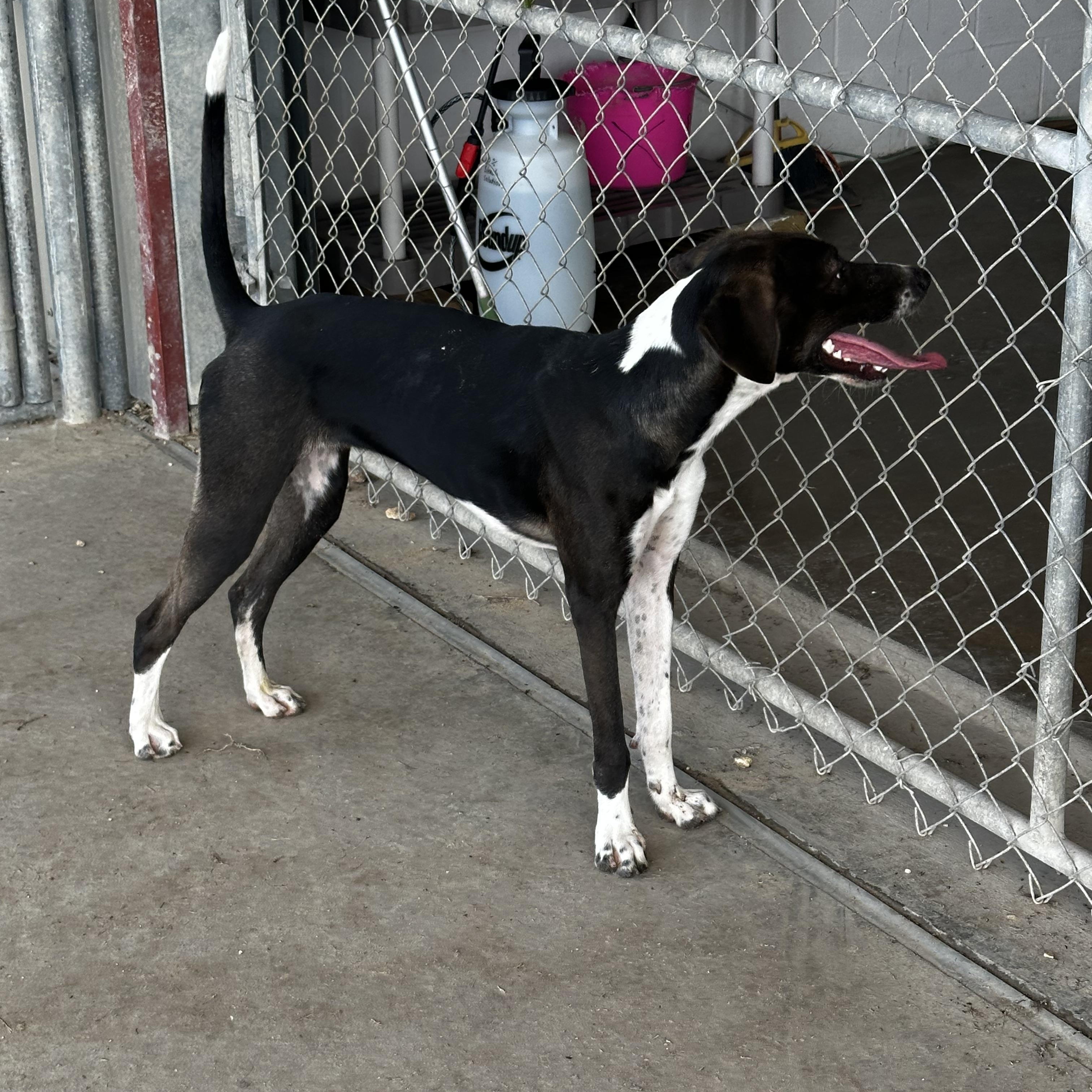 Becca, a Adoptable mixed breed in Port Lavaca, TX image 3/5