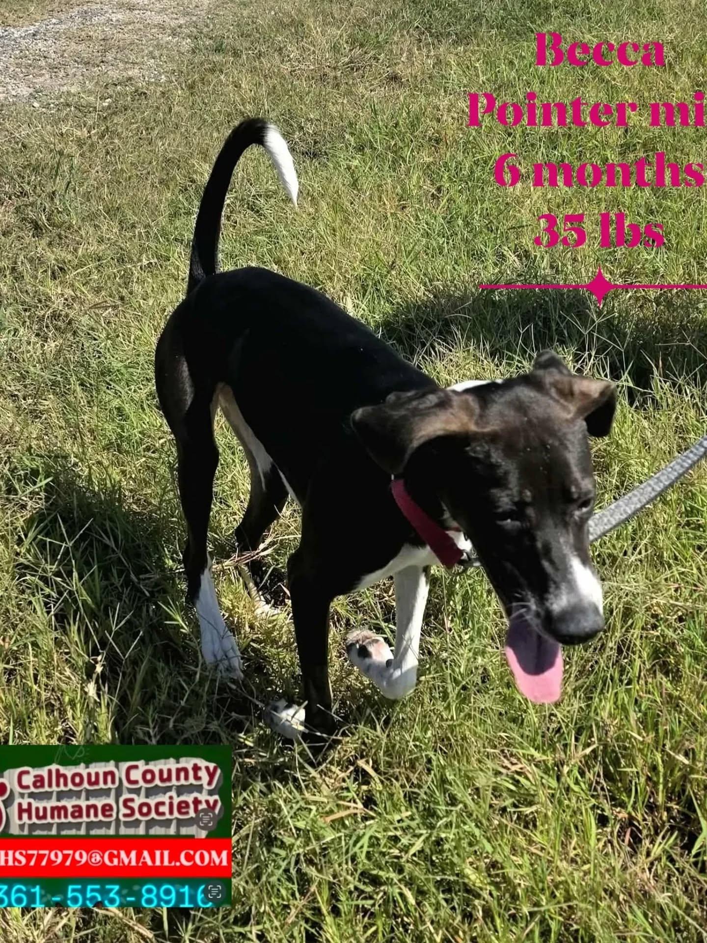 Becca, a Adoptable mixed breed in Port Lavaca, TX image 4/5