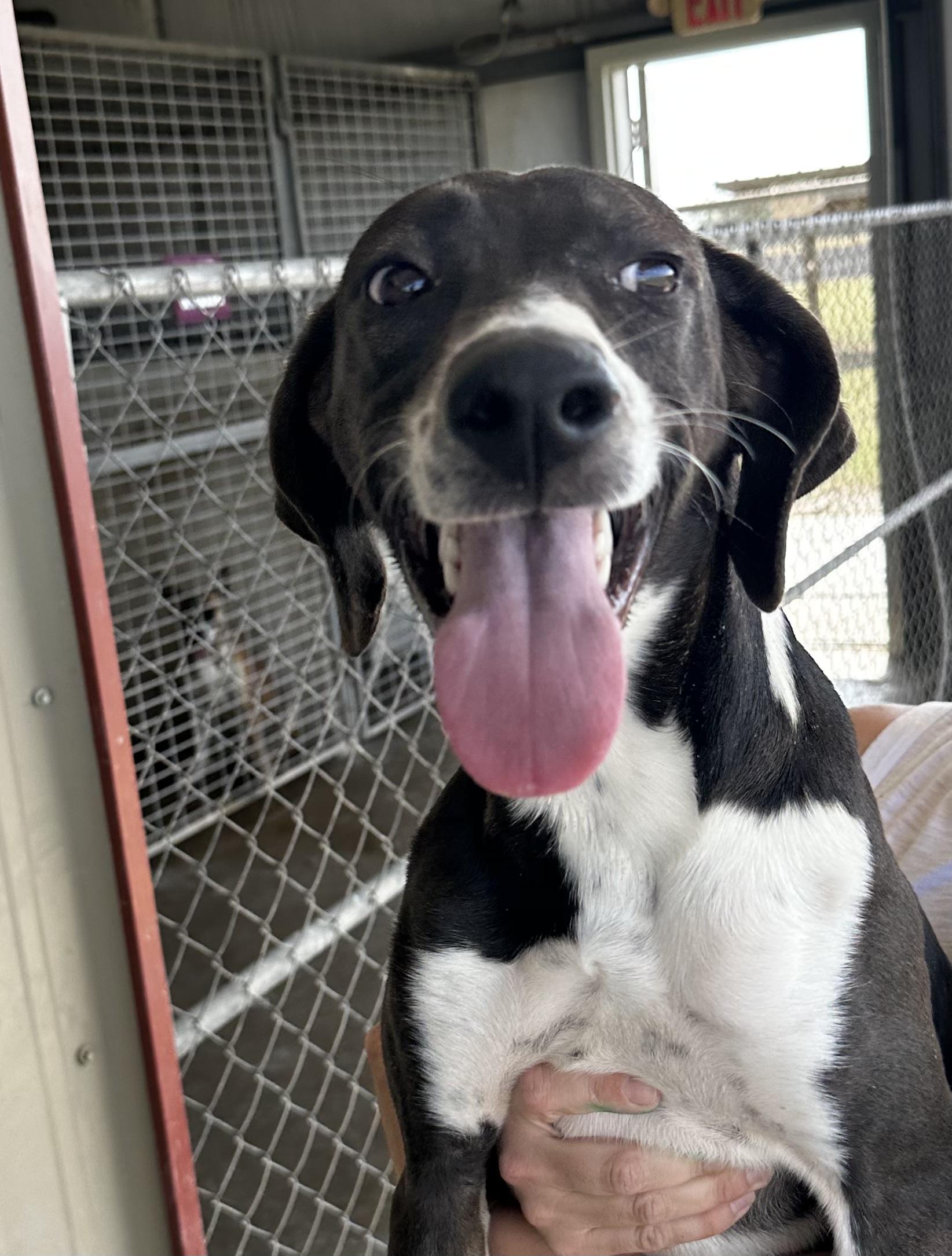 Becca, a Adoptable mixed breed in Port Lavaca, TX image 5/5