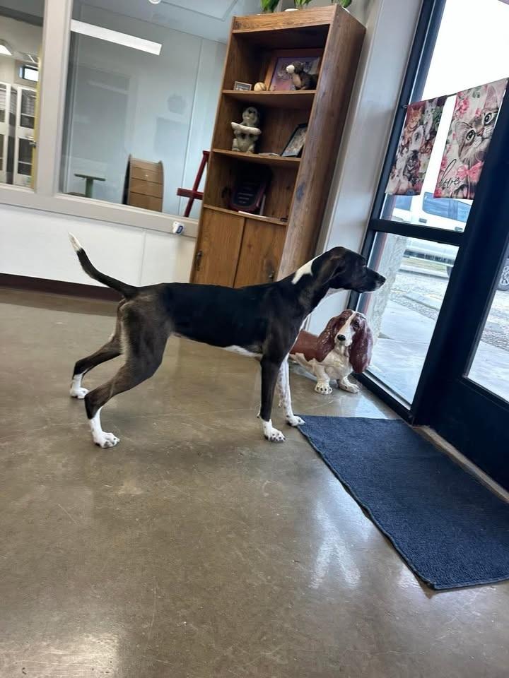 Becca, Adoptable, Young Female Pointer.