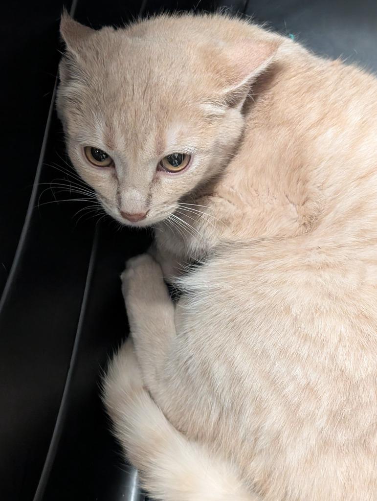 Lachlan, Adoptable, Kitten Female Domestic Short Hair.