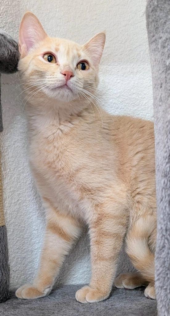 Enlarge Lachlan, a Adoptable mixed breed in Peoria, AZ image 2/3