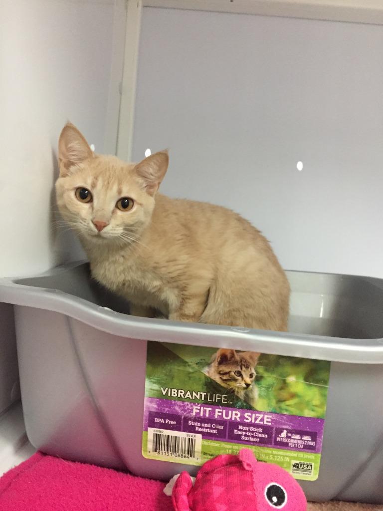 Enlarge Lachlan, a Adoptable mixed breed in Peoria, AZ image 3/3