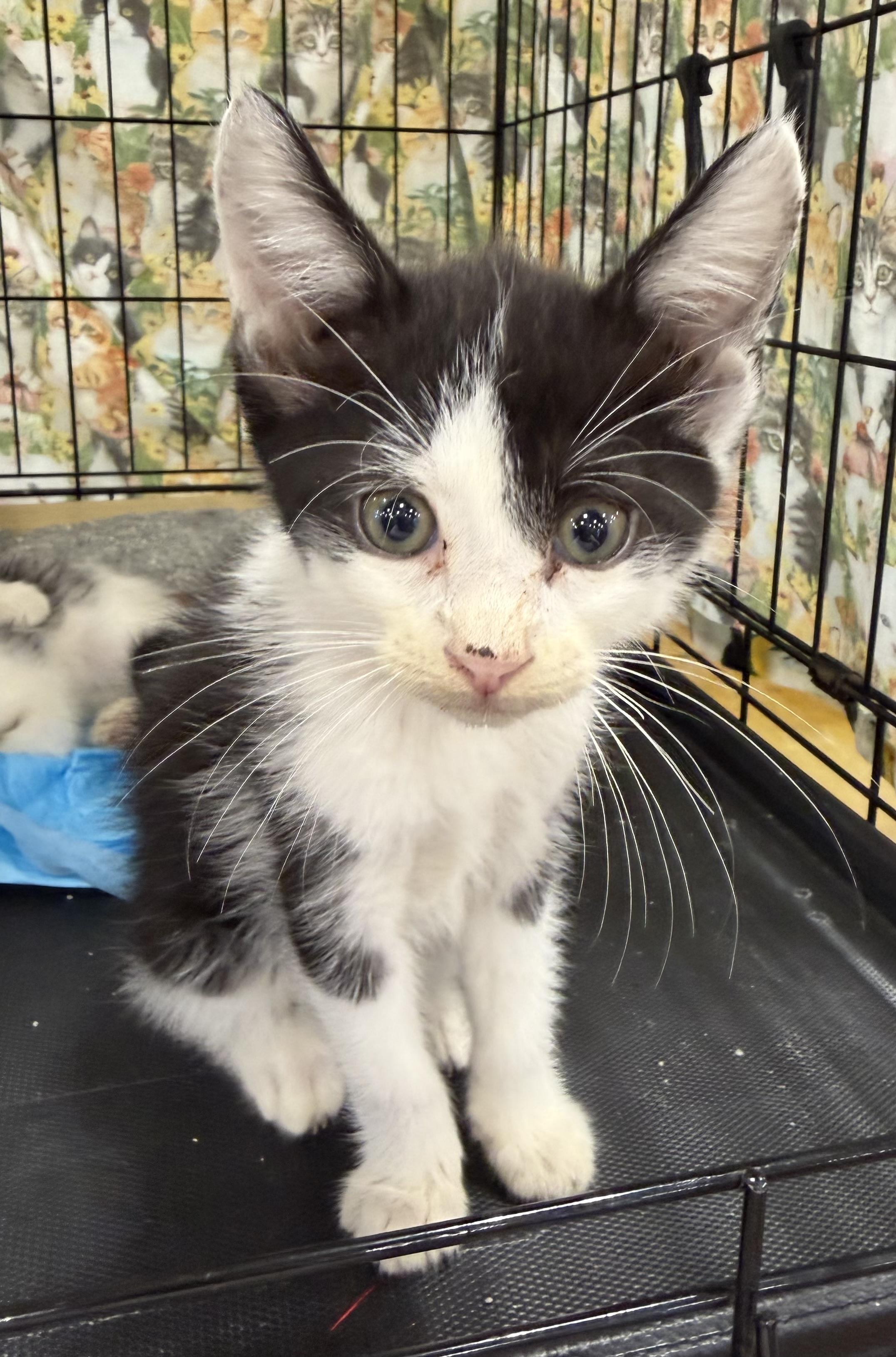Koi, Adoptable, Kitten Male Domestic Short Hair.