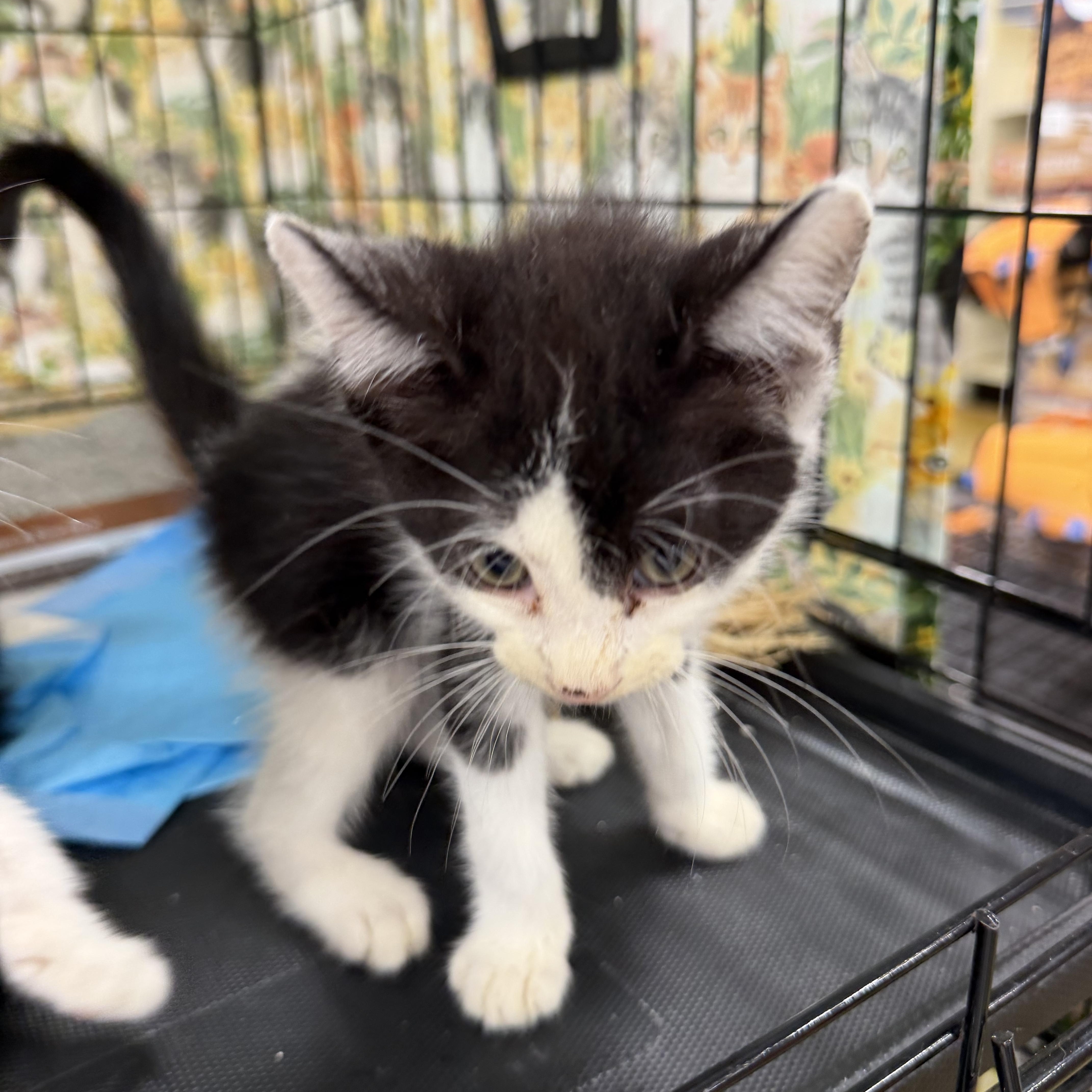 Koi, a Adoptable Domestic Short Hair in Bridgeton, NC image 3/3
