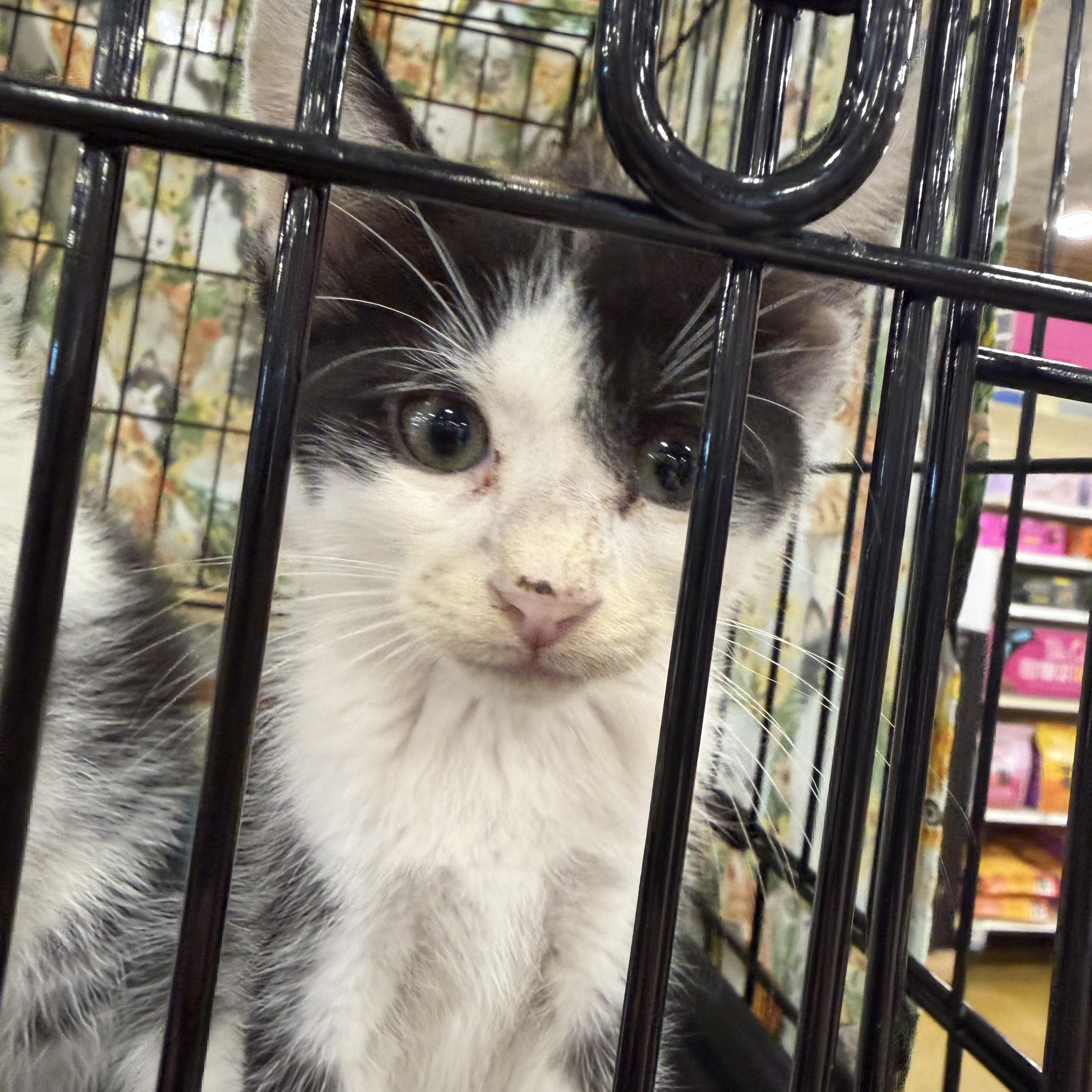 Koi, a Adoptable Domestic Short Hair in Bridgeton, NC image 2/3
