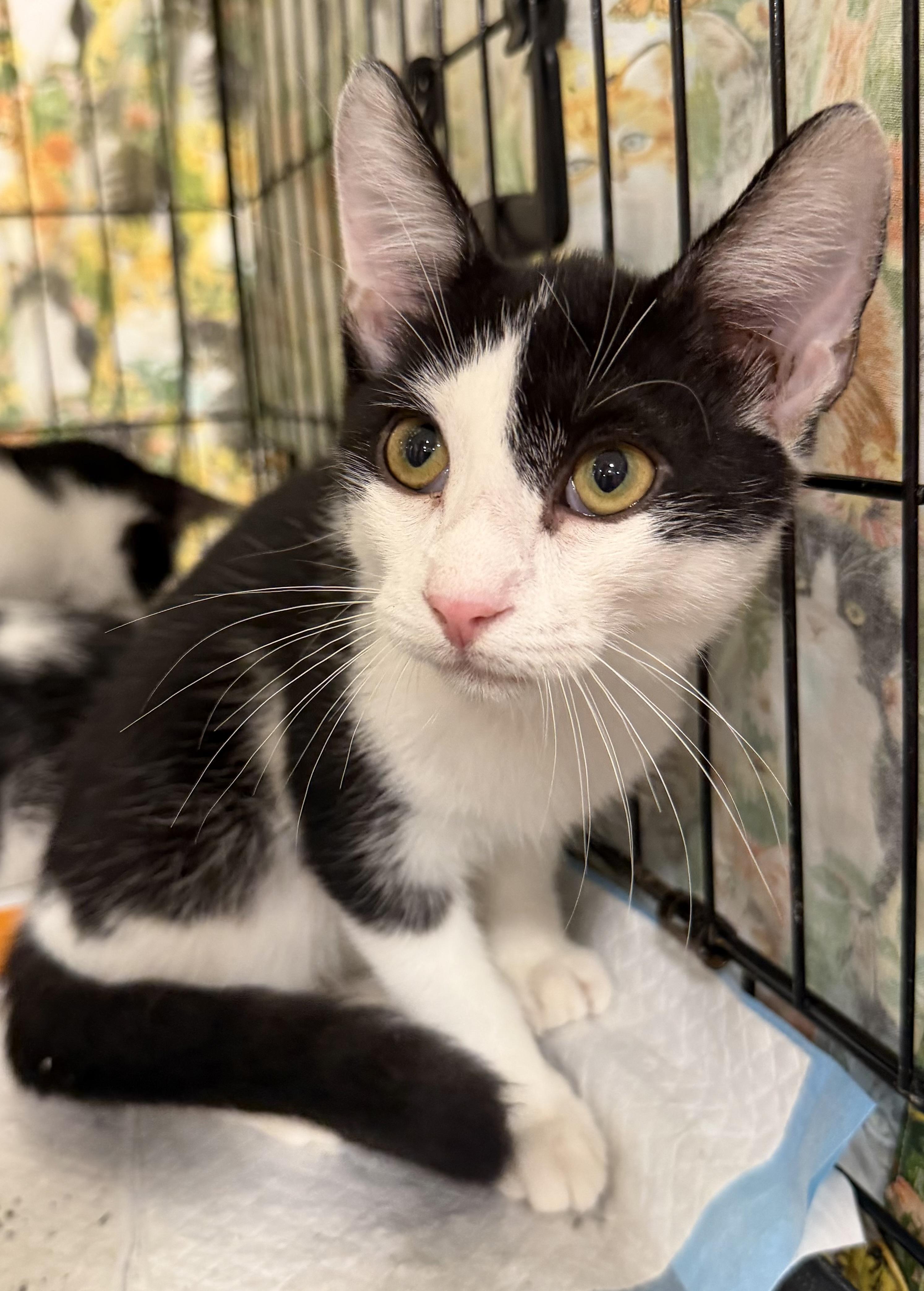 Enlarge Koi, a Adoptable Domestic Short Hair in Bridgeton, NC image 4/4