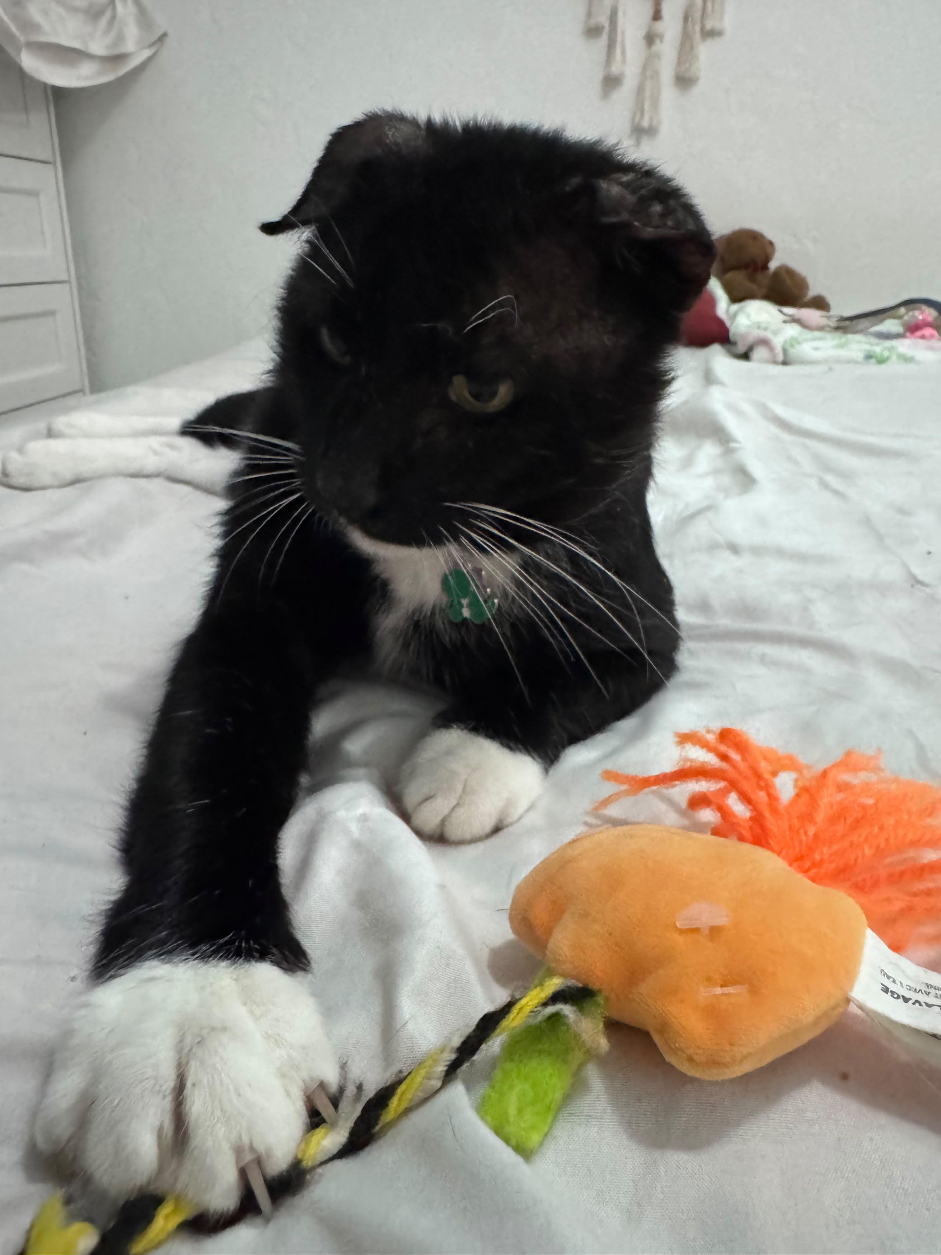 Enlarge Bunny, a ADOPTABLE Tuxedo in Boston, MA image 4/6