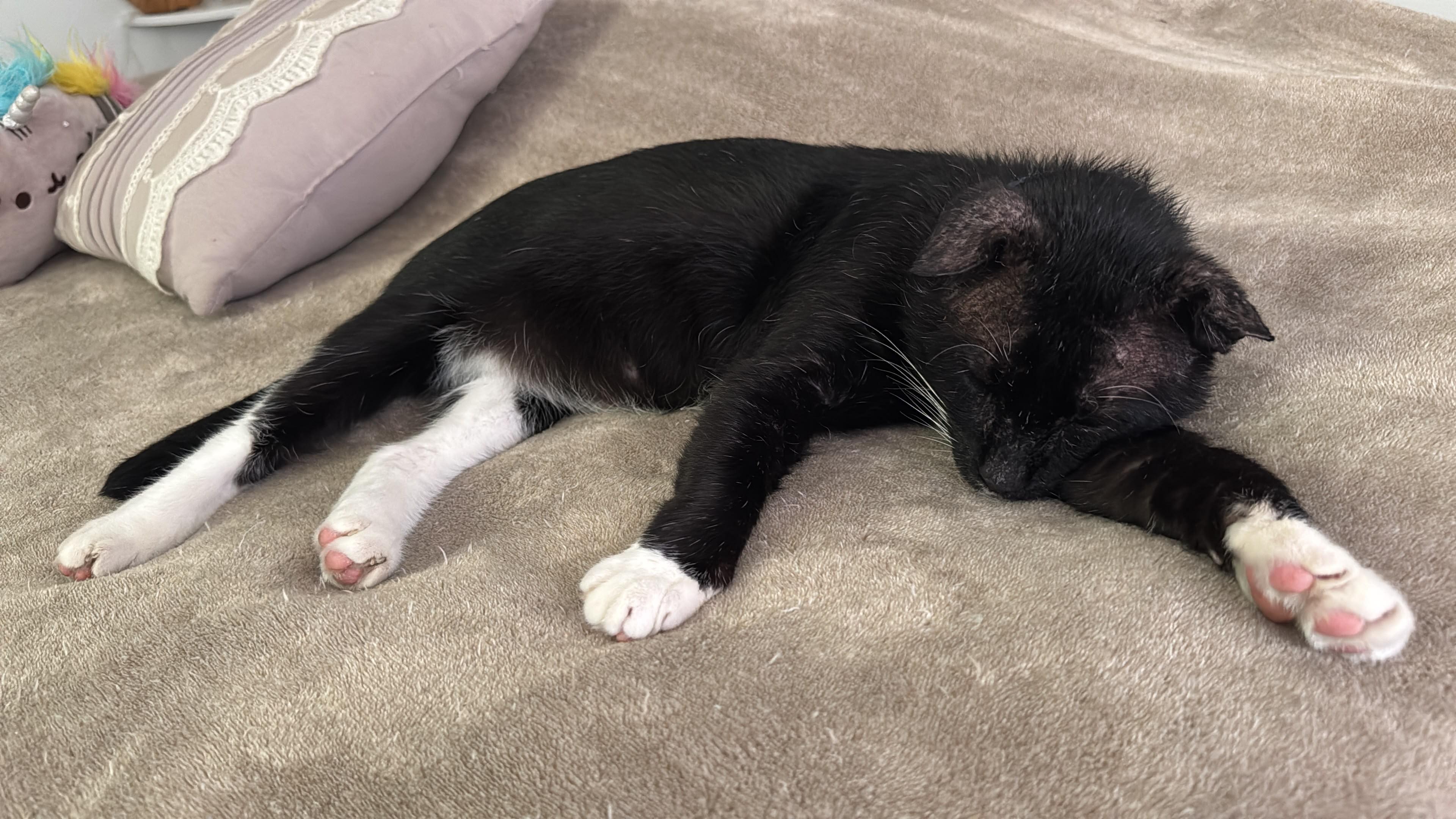 Enlarge Bunny, a ADOPTABLE Tuxedo in Boston, MA image 5/6