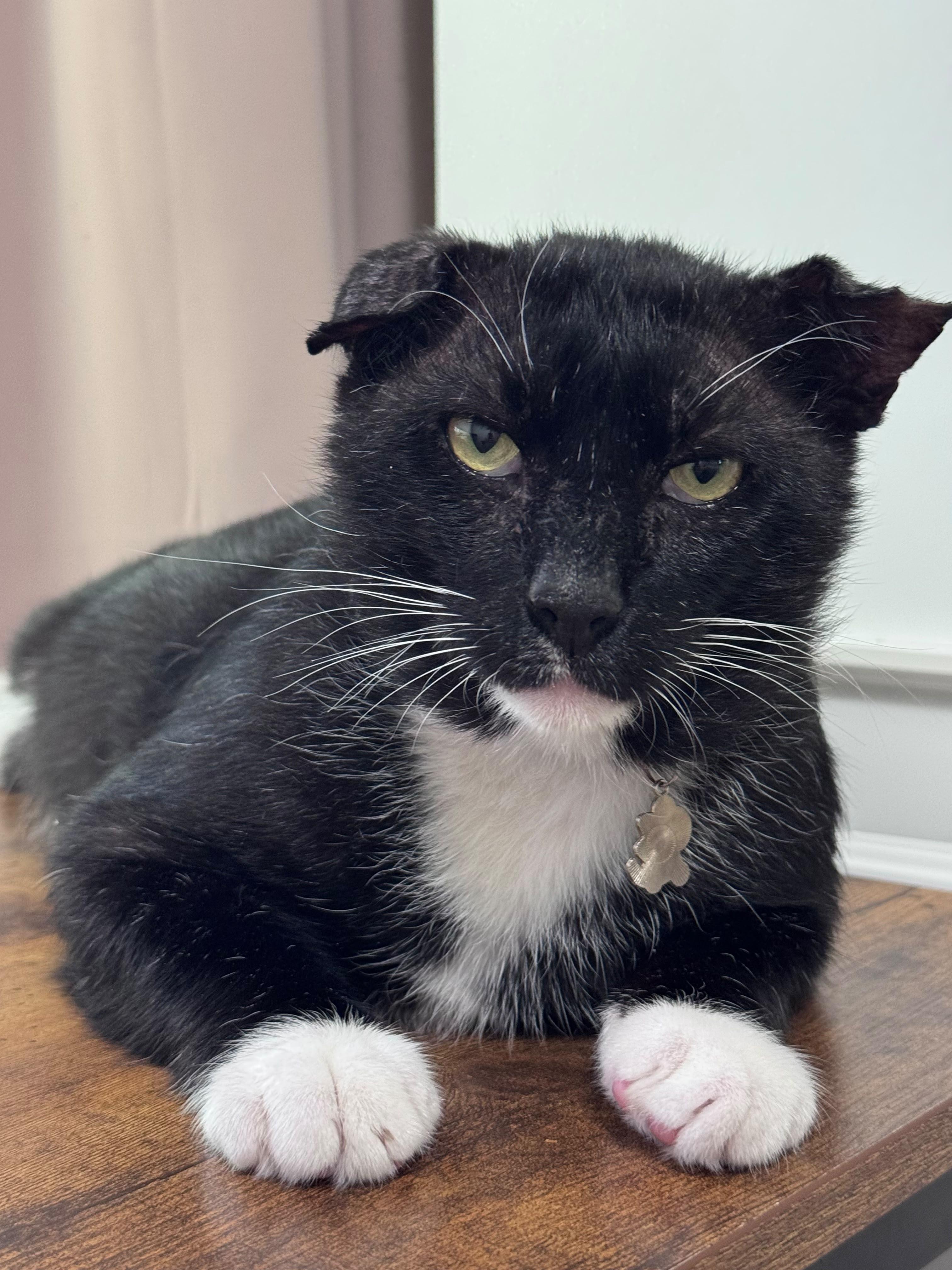 Enlarge Bunny, a ADOPTABLE Tuxedo in Boston, MA image 3/6