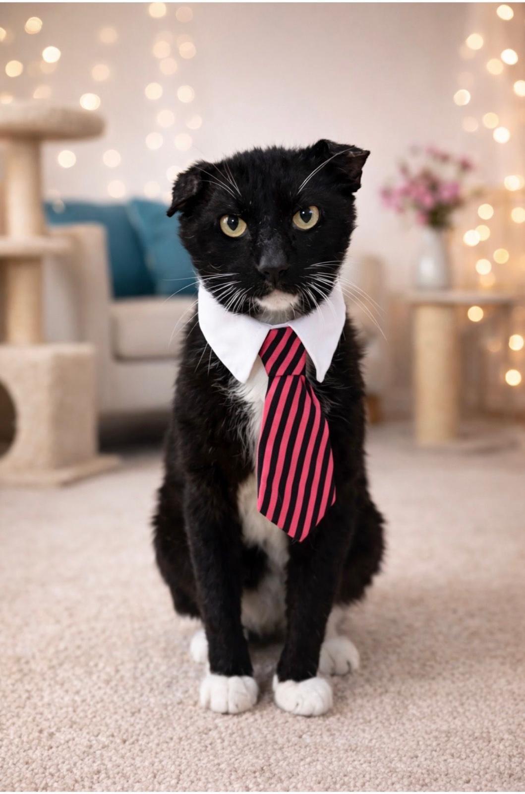 Bunny, ADOPTABLE, Adult Male Tuxedo.