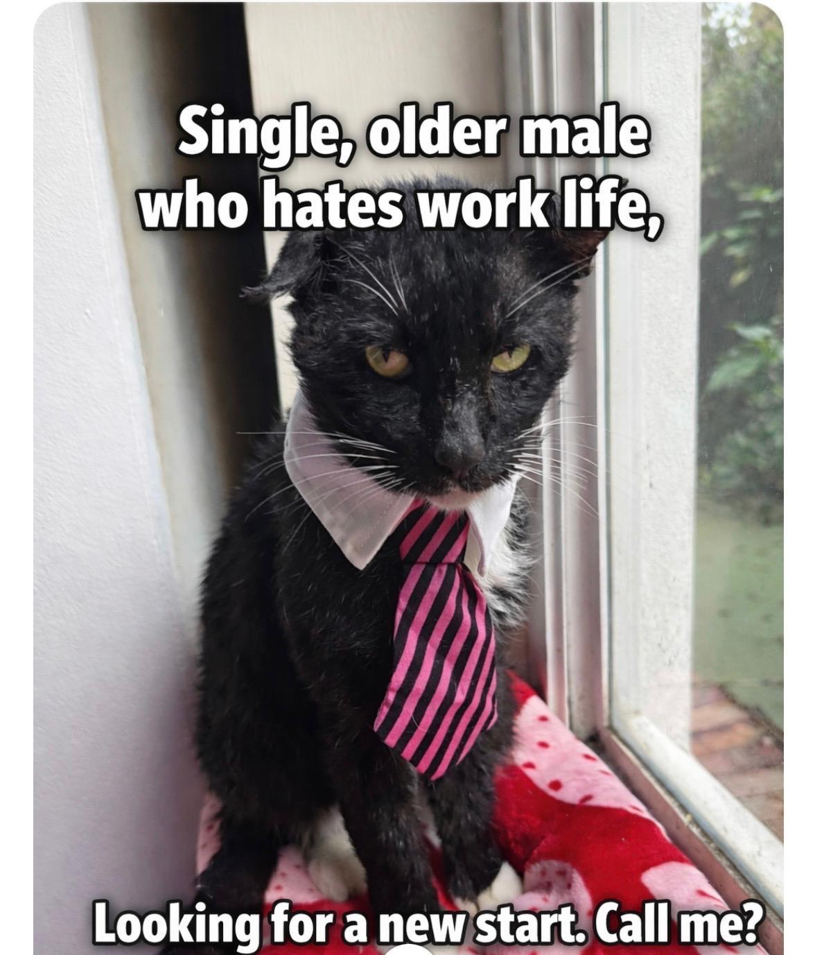 Enlarge Bunny, a ADOPTABLE Tuxedo in Boston, MA image 2/6