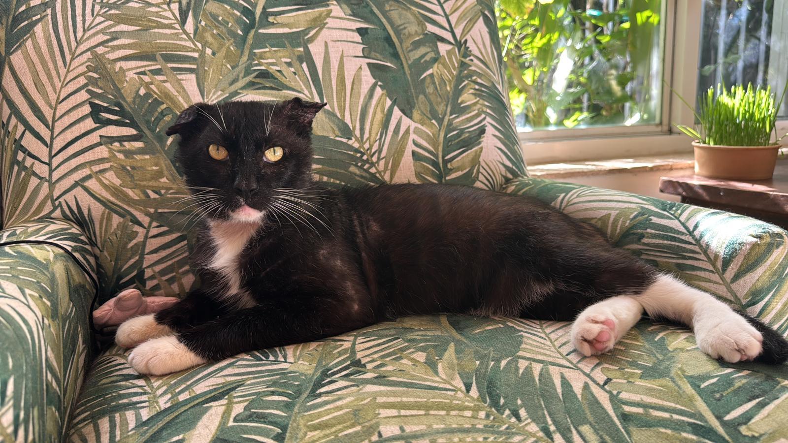 Enlarge Bunny, a ADOPTABLE Tuxedo in Boston, MA image 6/6