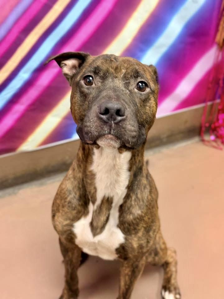 Uriel, a ADOPTABLE Pit Bull Terrier in Chicago, IL image 2/5