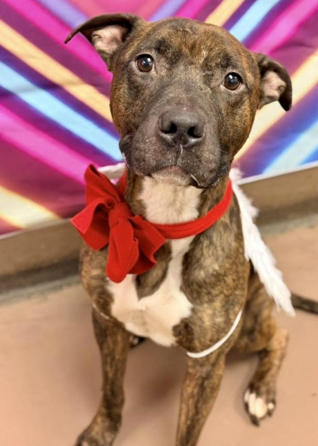 Uriel, a ADOPTABLE Pit Bull Terrier in Chicago, IL image 1/5