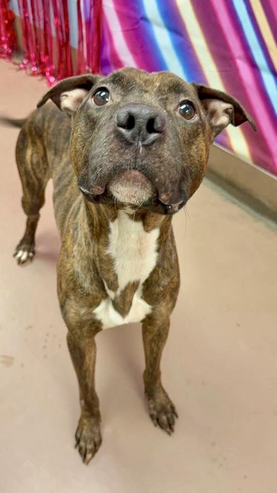 Uriel, a ADOPTABLE Pit Bull Terrier in Chicago, IL image 3/5
