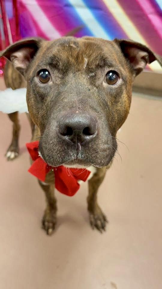 Uriel, a ADOPTABLE Pit Bull Terrier in Chicago, IL image 4/5