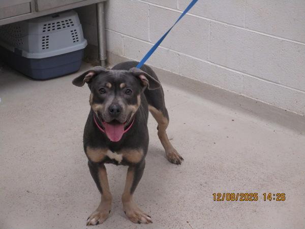 Enlarge Mulan(58), a Adoptable mixed breed in Marietta, GA image 1/3