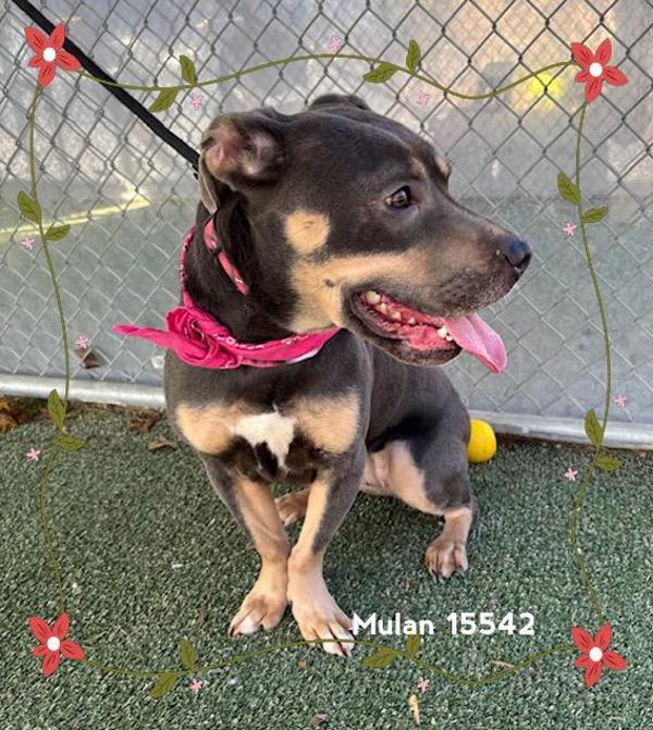 Enlarge Mulan(58), a Adoptable mixed breed in Marietta, GA image 2/3
