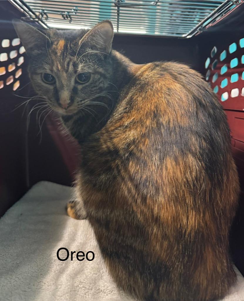Enlarge Oreo, a Adopted mixed breed in Utica, MI image 1/1