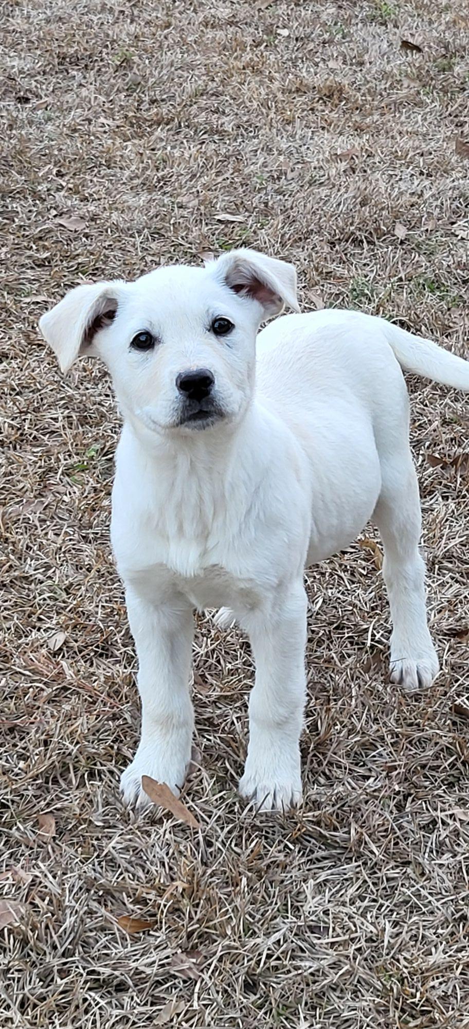 Tulip, adopted, Puppy Female Great Pyrenees.