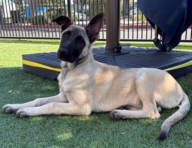BUMBLE, Adoptable, Puppy Female German Shepherd Dog & Mixed Breed.