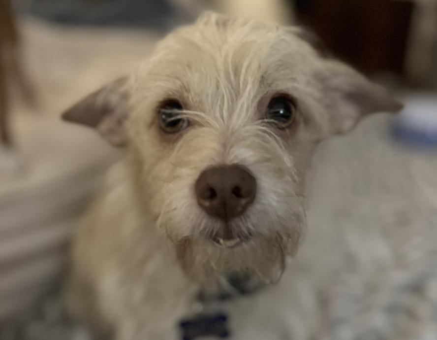 Nellie, Adopted, Adult Female Cairn Terrier.