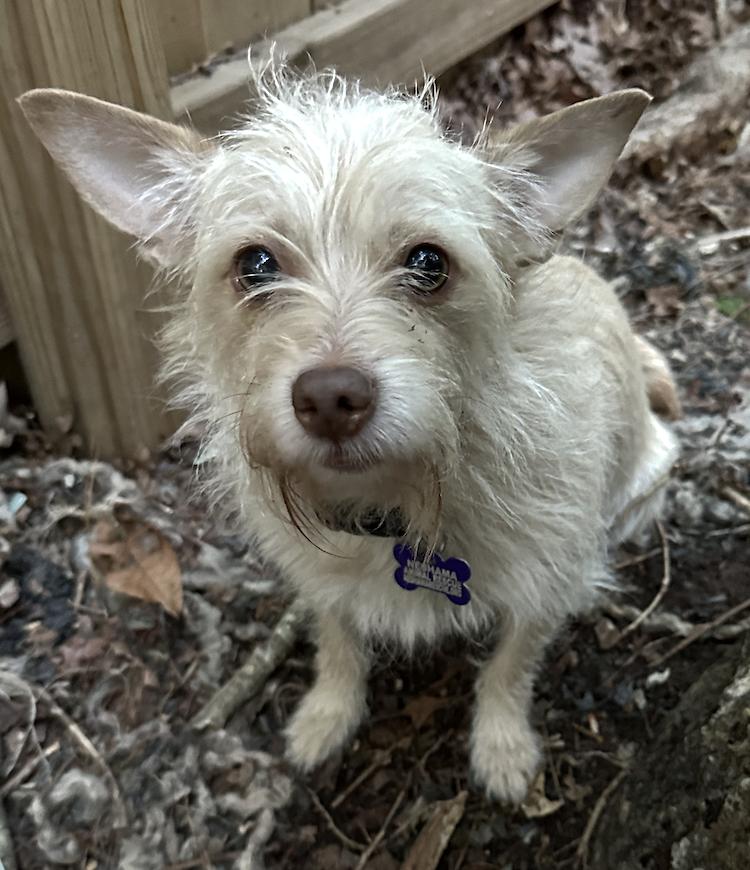 Enlarge Nellie, a Adopted mixed breed in Raleigh, NC image 2/3