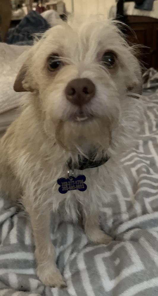Enlarge Nellie, a Adopted mixed breed in Raleigh, NC image 3/3