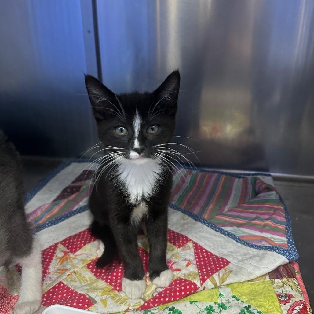 Enlarge Duffy, a Adoptable Domestic Short Hair in Coos Bay, OR image 1/1