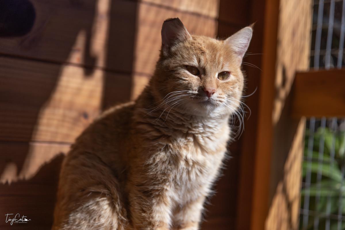 Papa Cheeto, Adoptable, Adult Male Domestic Short Hair.