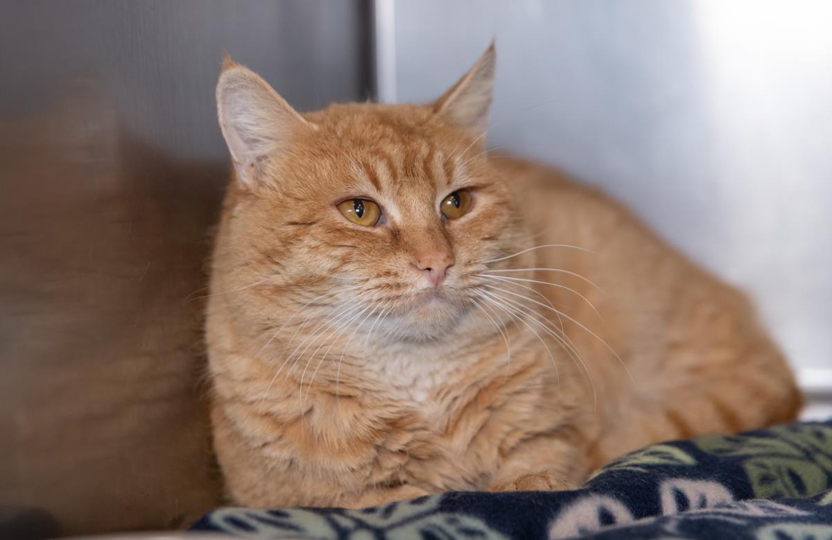 Enlarge Papa Cheeto, a Adoptable mixed breed in Lincoln, CA image 2/5