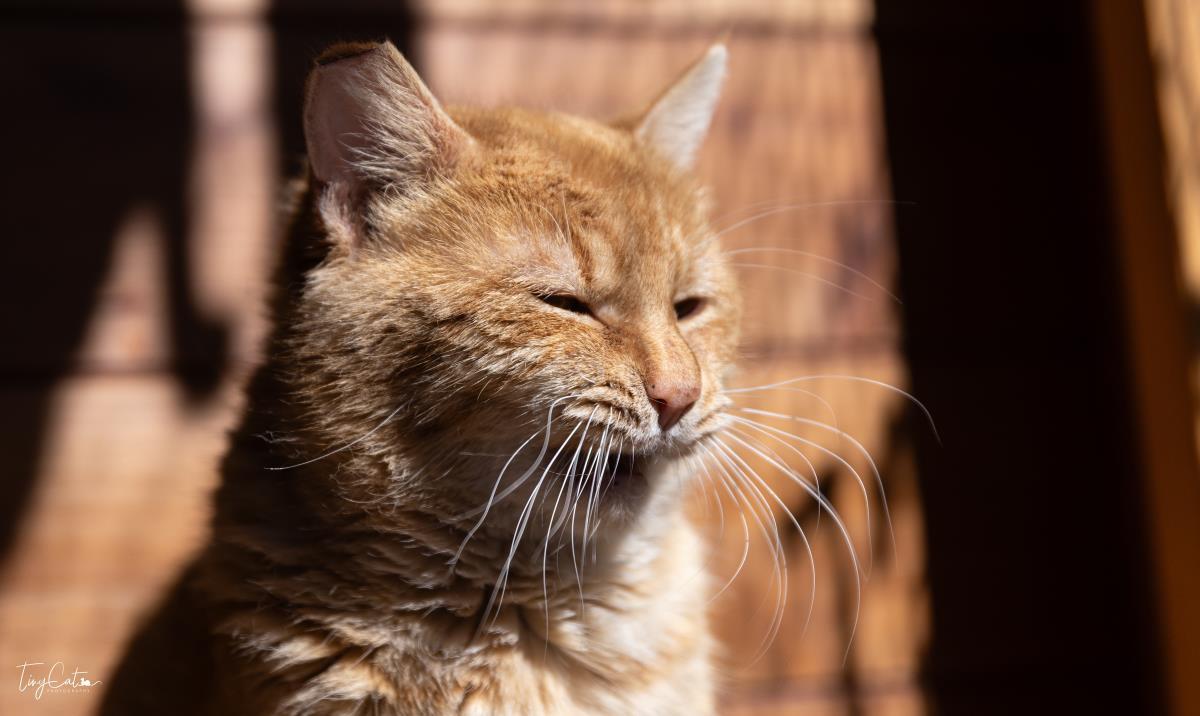 Enlarge Papa Cheeto, a Adoptable mixed breed in Lincoln, CA image 3/5