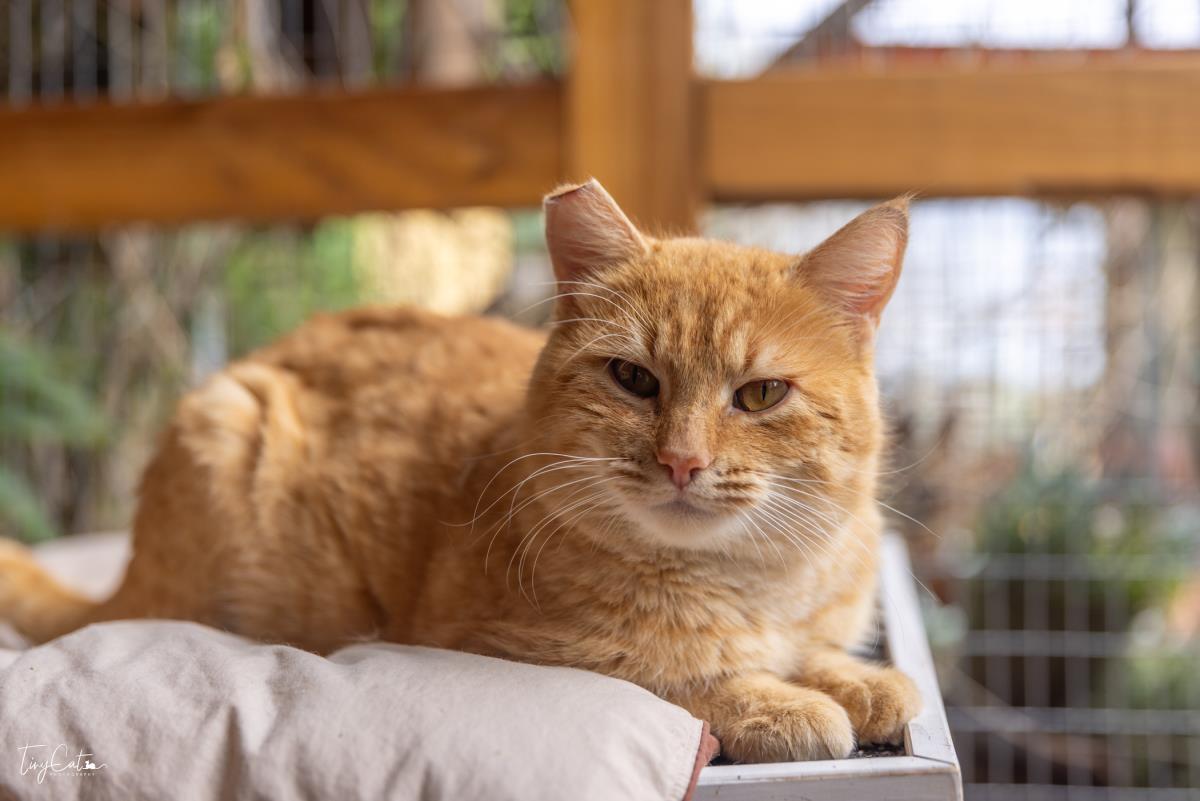 Enlarge Papa Cheeto, a Adoptable mixed breed in Lincoln, CA image 4/5