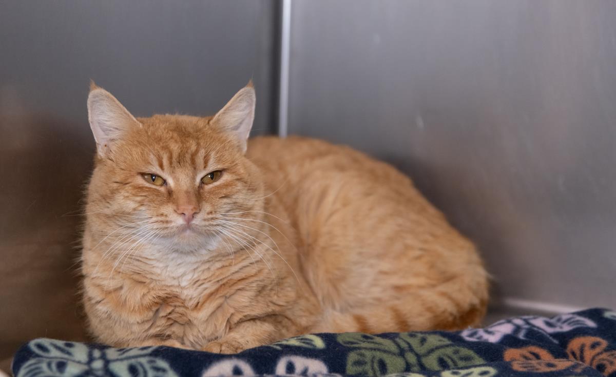 Enlarge Papa Cheeto, a Adoptable mixed breed in Lincoln, CA image 5/5