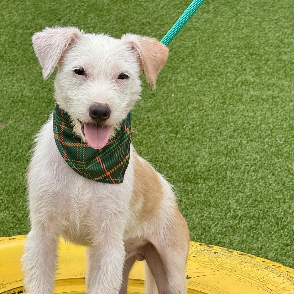 Bugs, a Adoptable mixed breed in San Antonio, TX image 5/6