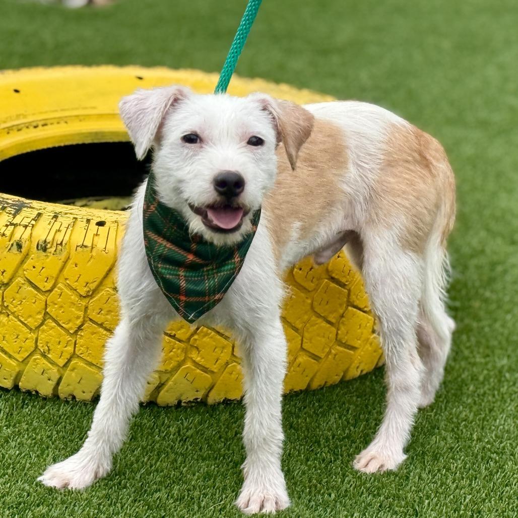 Bugs, a Adoptable mixed breed in San Antonio, TX image 4/6